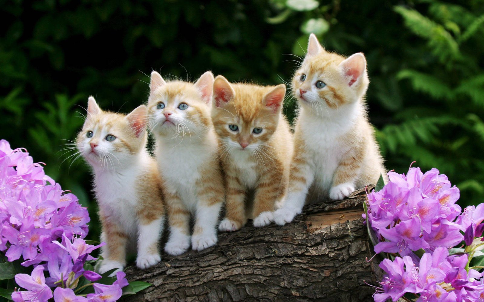 Jangan Langsung Digendong, Ini 7 Langkah Membuat Kucing Liar Mulai Percaya pada Manusia