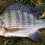 Bukan Sekadar Ikan Biasa, Nila Hitam Bikin Thailand Kalang Kabut hingga Mau Dibasmi