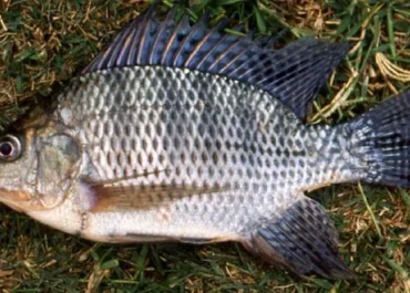 Bukan Sekadar Ikan Biasa, Nila Hitam Bikin Thailand Kalang Kabut hingga Mau Dibasmi