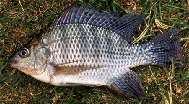 ikan-nila-lokal