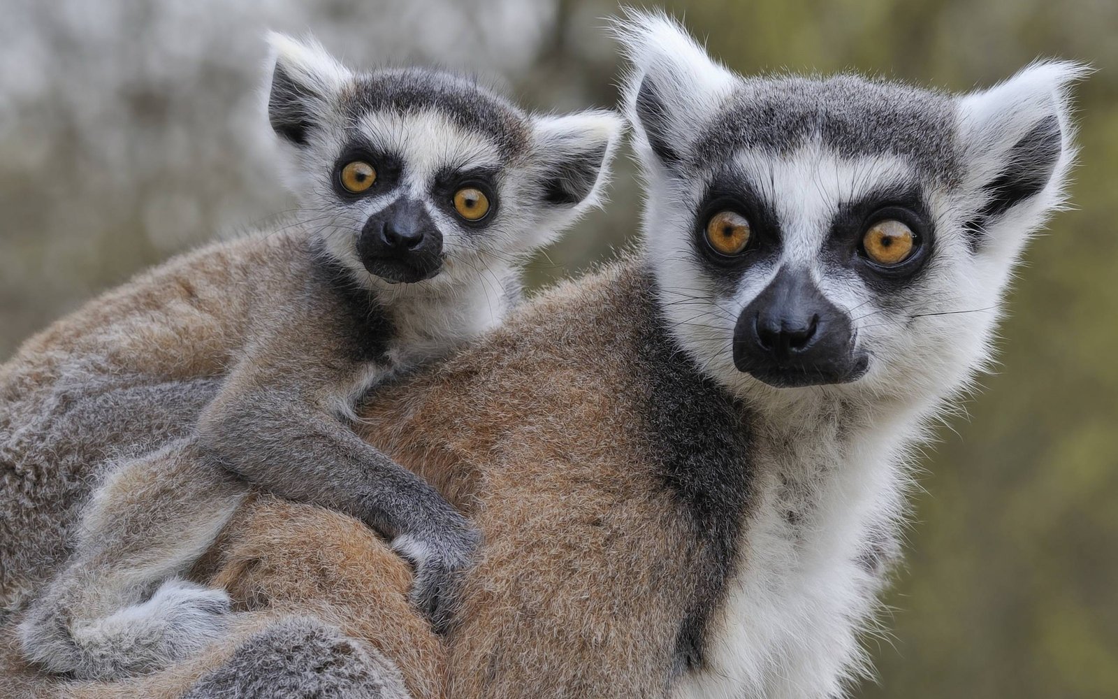 Jejak 2 Lemur Hilang dari Bangladesh Terbongkar, Kini Diduga Berada di Fasilitas Vantara India