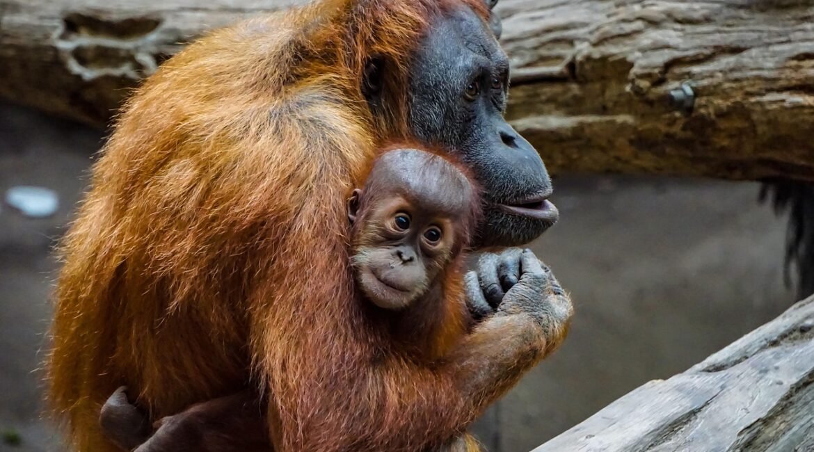 orang-utan-3534153_1280