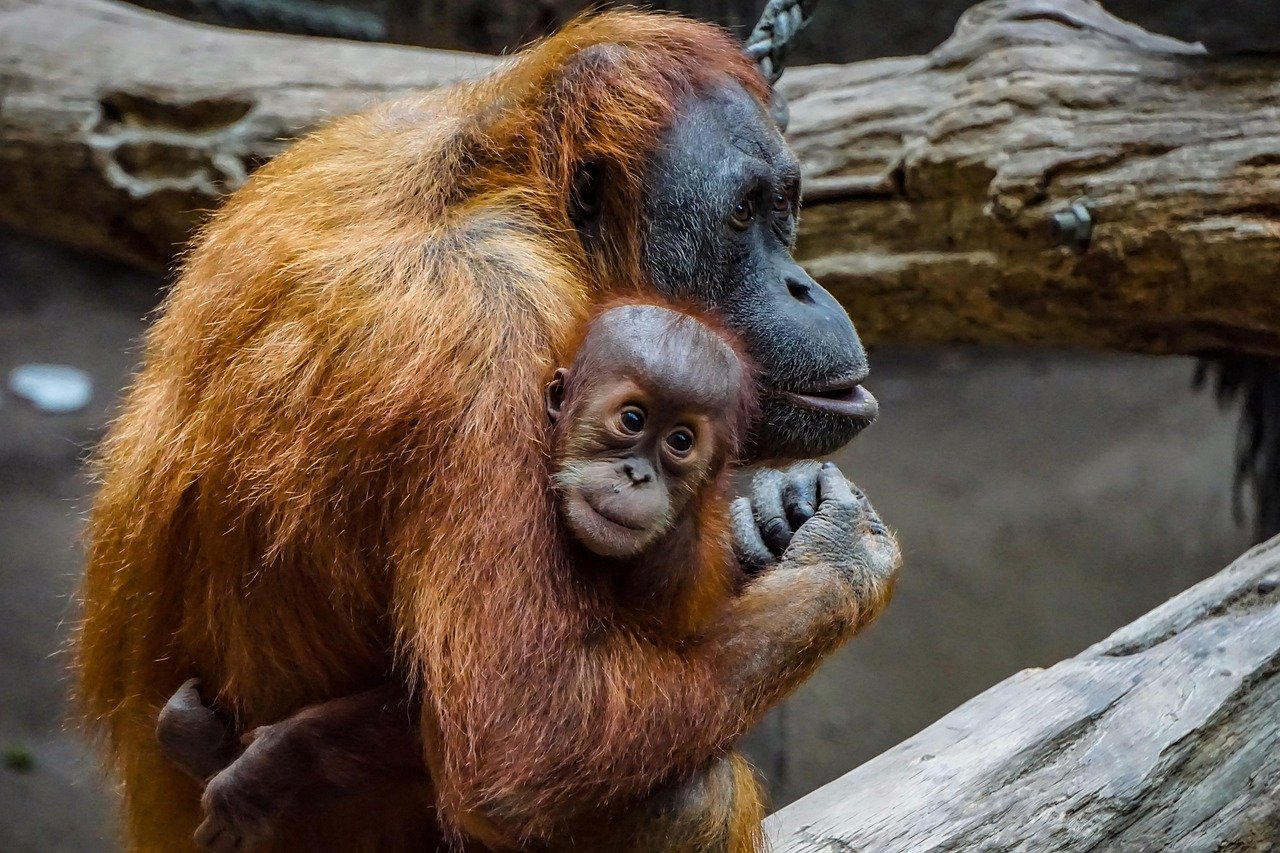 Tak Perlu Bawa Pulang, Begini Cara Adopsi Orangutan untuk Bantu Selamatkan Mereka