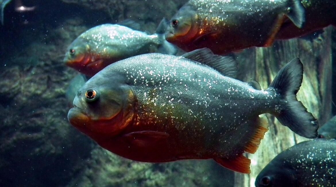 piranha-262575_1280