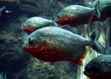 Heboh Piranha Muncul di Perairan Malaysia, Benarkah Predator Amazon Mulai Berkembang Biak?