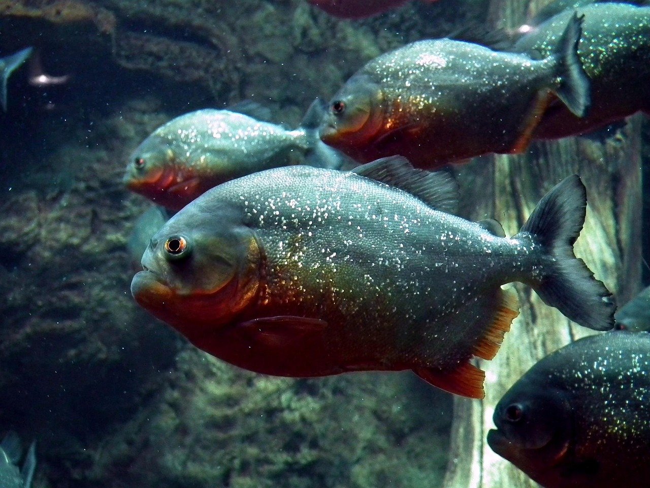 Heboh Piranha Muncul di Perairan Malaysia, Benarkah Predator Amazon Mulai Berkembang Biak?