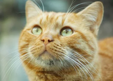 Bukan Sekadar Tingkah Barbar, Ini Rahasia DNA yang Membuat Kucing Oren Berbeda