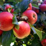 Bukan Eropa, Ternyata Kazakhstan Jadi Asal Nenek Moyang Buah Apel Modern