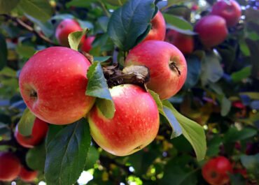 Bukan Eropa, Ternyata Kazakhstan Jadi Asal Nenek Moyang Buah Apel Modern