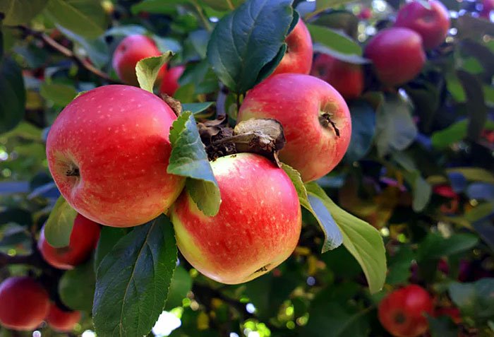 Macoun-Apple-Trees