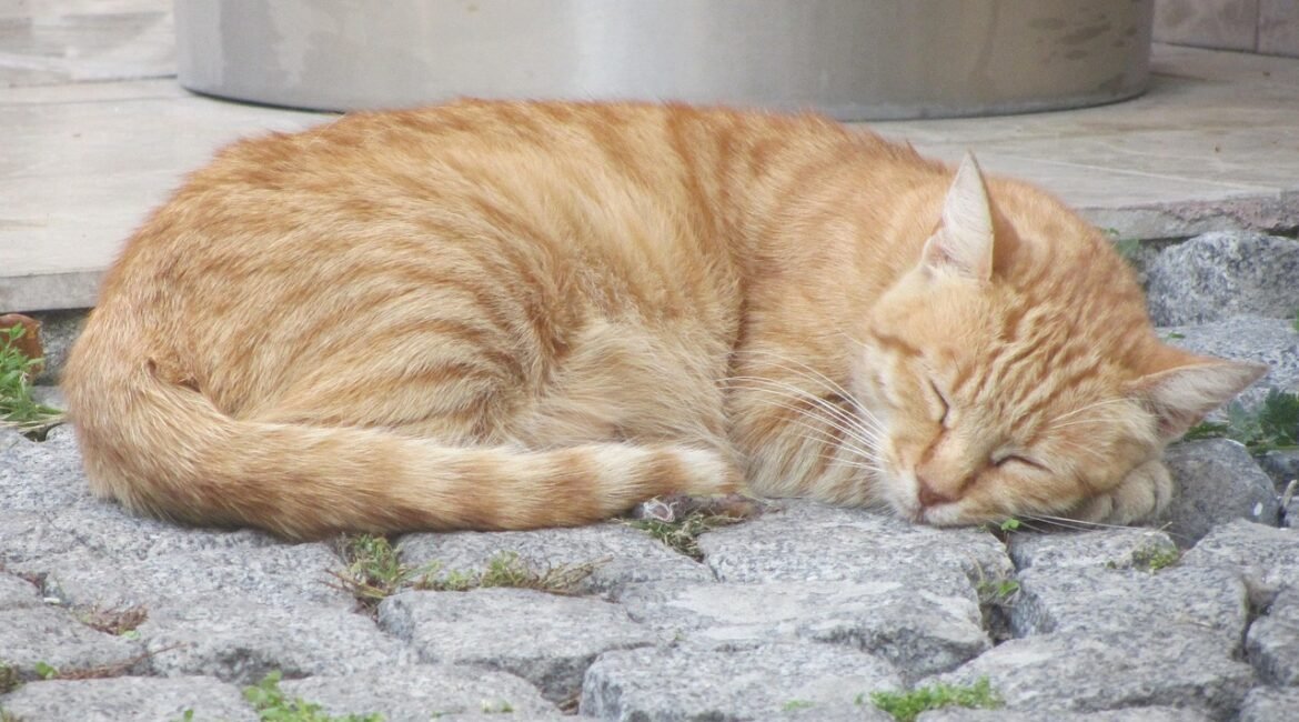cat-4555288_1280