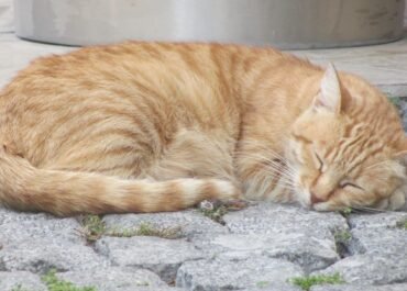 Suka Tidur Bareng Kucing? Ini Risiko Kesehatan yang Perlu Kamu Tahu