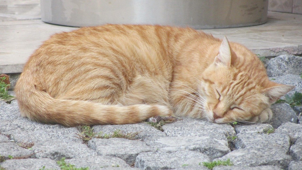 Suka Tidur Bareng Kucing? Ini Risiko Kesehatan yang Perlu Kamu Tahu