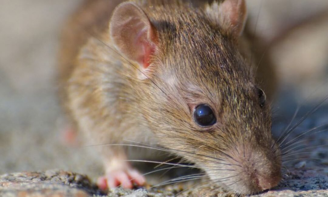 foto-tikus-dmftiprt4h