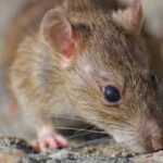 Jangan Sepelekan 5 Kondisi Ini, Bisa Jadi Rumahmu Sudah Jadi Tempat Favorit Tikus