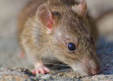 Jangan Sepelekan 5 Kondisi Ini, Bisa Jadi Rumahmu Sudah Jadi Tempat Favorit Tikus