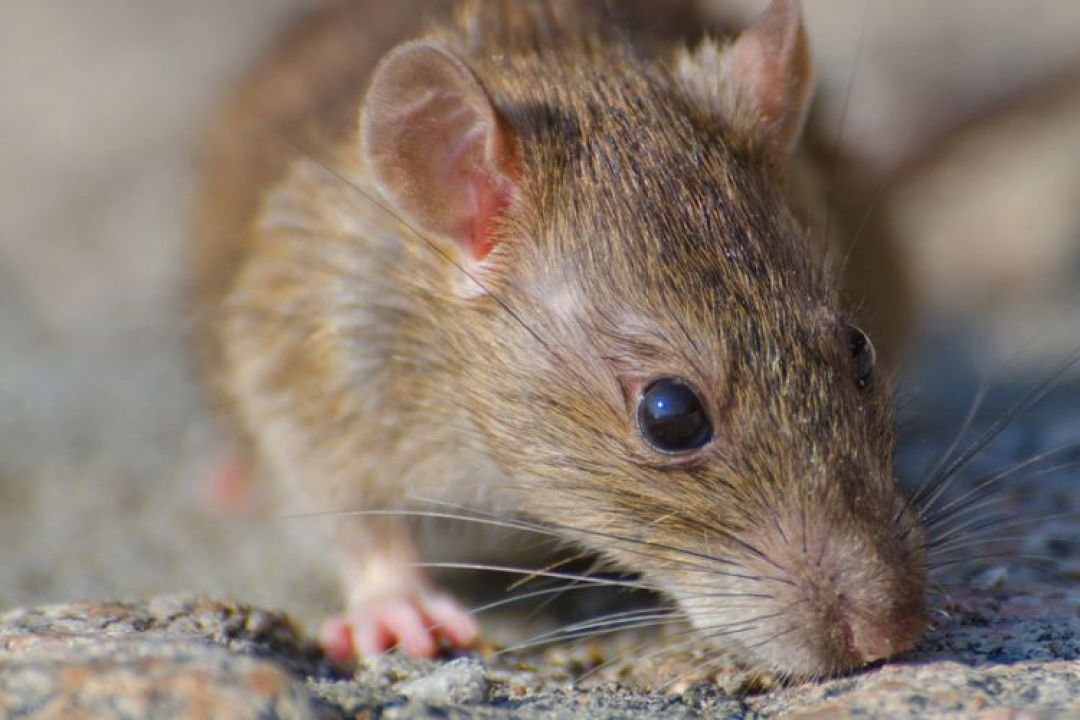 Jangan Sepelekan 5 Kondisi Ini, Bisa Jadi Rumahmu Sudah Jadi Tempat Favorit Tikus
