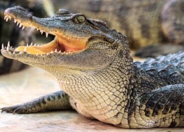 Bukan Sekadar Kuat, Ini Strategi Buaya Bertahan Saat Asteroid Memusnahkan Dinosaurus