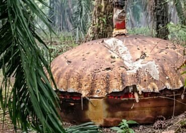 Muncul Lagi di Kebun Sawit Kalteng! Benda Logam Mirip Kubah Bikin Warga Penasaran