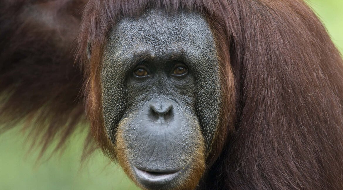 orangutan-great-apes-of-asian-region-e3rlnuj41yo90nsd