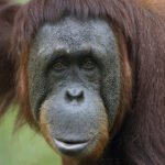 Kebakaran Tanjung Puting Makin Mengkhawatirkan, Nasib Orangutan di Kalimantan Terancam