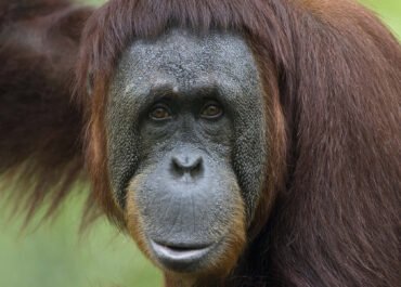 Kebakaran Tanjung Puting Makin Mengkhawatirkan, Nasib Orangutan di Kalimantan Terancam