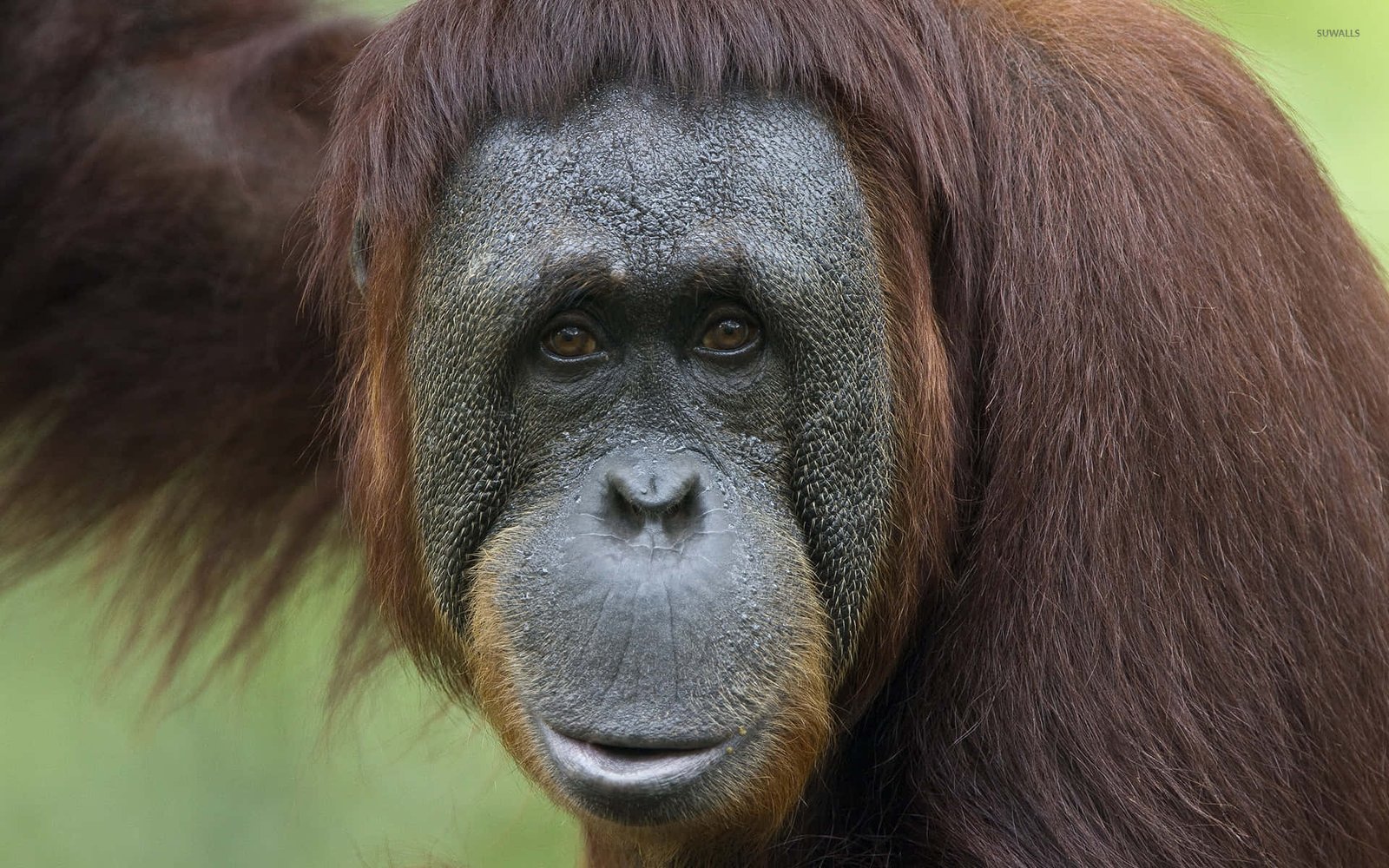 Kebakaran Tanjung Puting Makin Mengkhawatirkan, Nasib Orangutan di Kalimantan Terancam